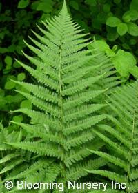 Dryopteris filix-mas